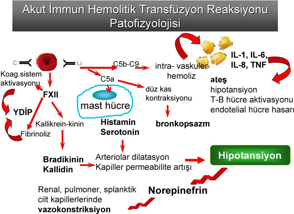 hemoliz düz kas kontraksiyonu bronkopsazm IL-1, IL-6, IL-8, TNF ateş hipotansiyon T-B hücre aktivasyonu endotelial