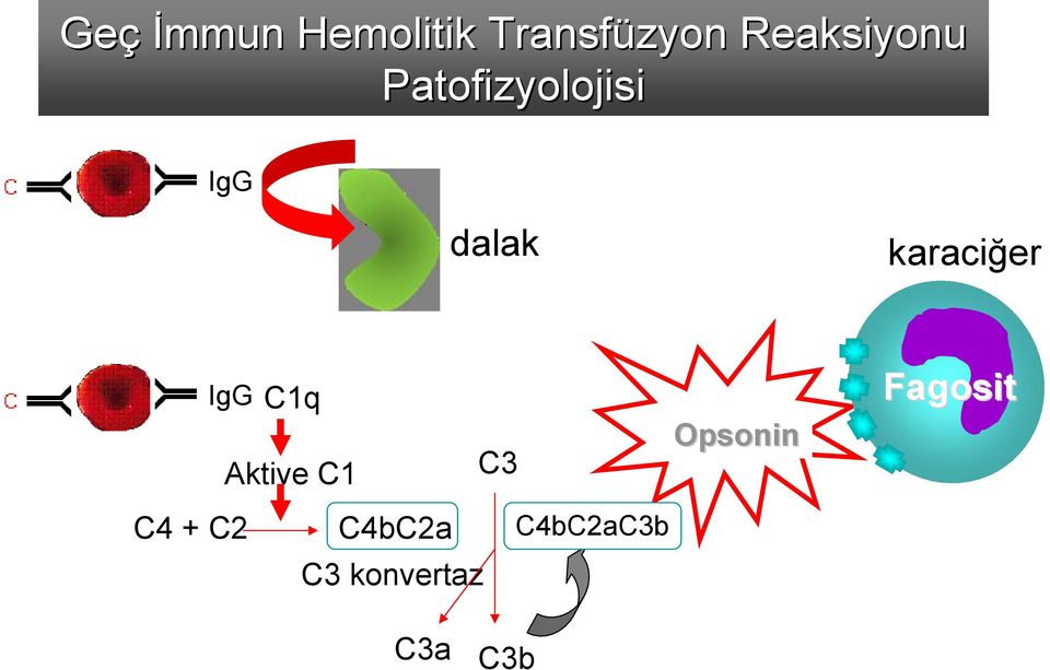 karaciğer IgG C4 + C2 C1q Aktive C1