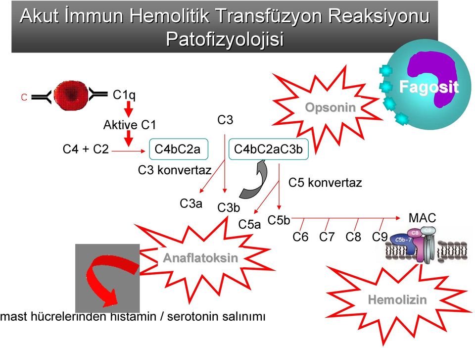 C3a C4bC2aC3b C3b C5a Anaflatoksin C5 konvertaz C5b C6 C7 C8