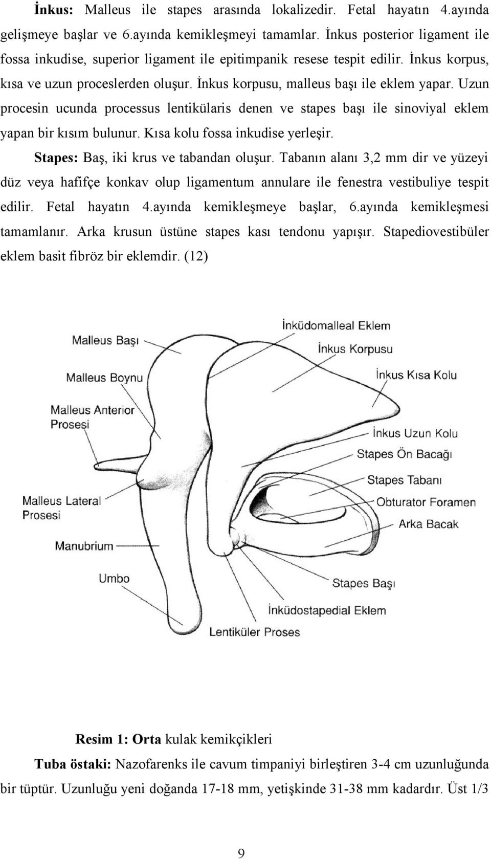 Uzun procesin ucunda processus lentikülaris denen ve stapes başı ile sinoviyal eklem yapan bir kısım bulunur. Kısa kolu fossa inkudise yerleşir. Stapes: Baş, iki krus ve tabandan oluşur.