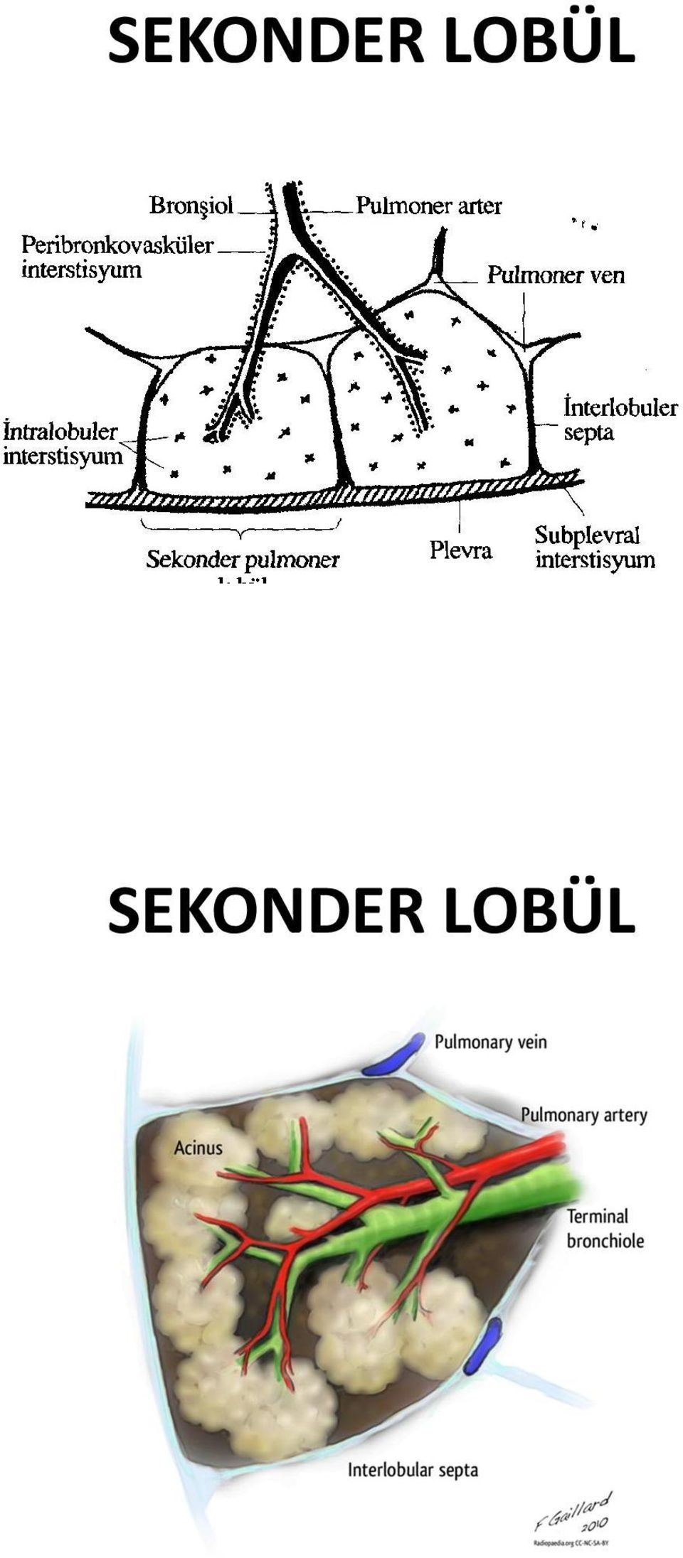 LOBÜL