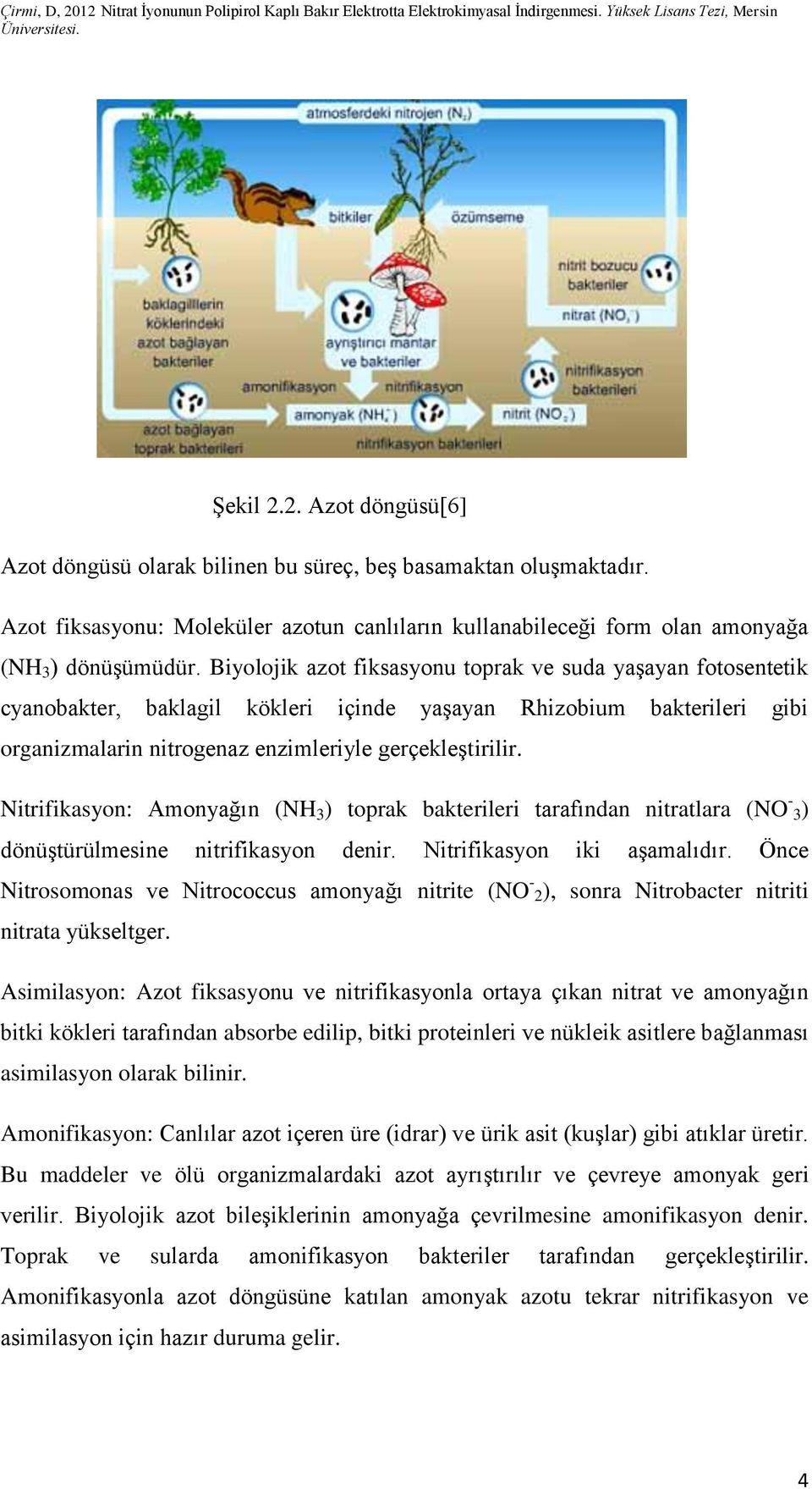 Nitrifikasyon: Amonyağın (NH 3 ) toprak bakterileri tarafından nitratlara (NO - 3) dönüştürülmesine nitrifikasyon denir. Nitrifikasyon iki aşamalıdır.