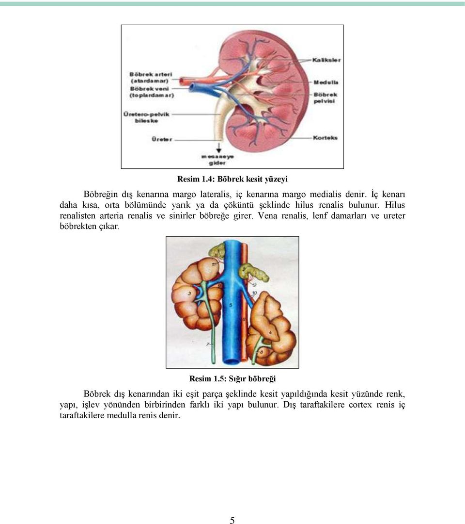 Hilus renalisten arteria renalis ve sinirler böbreğe girer. Vena renalis, lenf damarları ve ureter böbrekten çıkar. Resim 1.