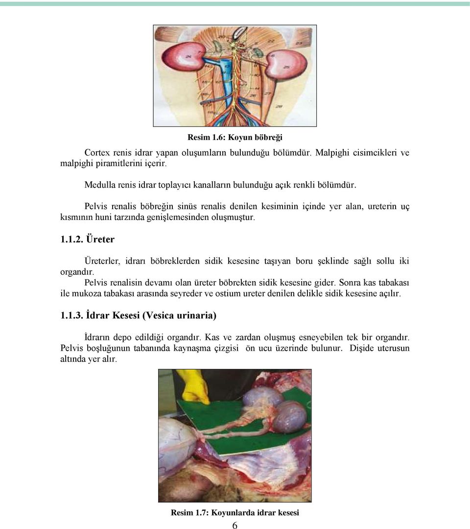 Pelvis renalis böbreğin sinüs renalis denilen kesiminin içinde yer alan, ureterin uç kısmının huni tarzında geniģlemesinden oluģmuģtur. 1.1.2.