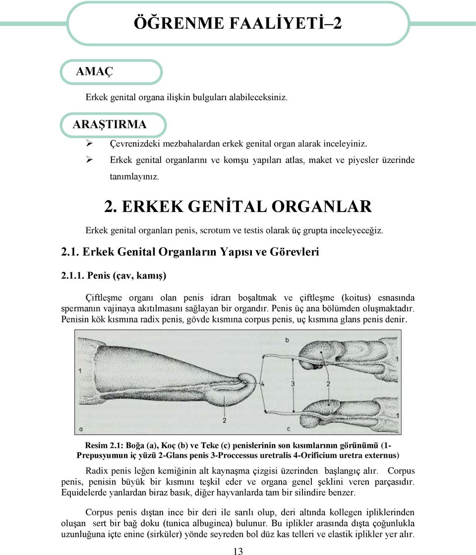 2.1. Erkek Genital Organların Yapısı ve Görevleri 2.1.1. Penis (çav, kamıģ) ÇiftleĢme organı olan penis idrarı boģaltmak ve çiftleģme (koitus) esnasında spermanın vajinaya akıtılmasını sağlayan bir organdır.