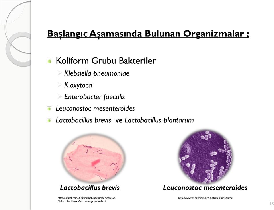 plantarum Lactobacillus brevis Leuconostoc mesenteroides http://natural-remedies.findthebest.
