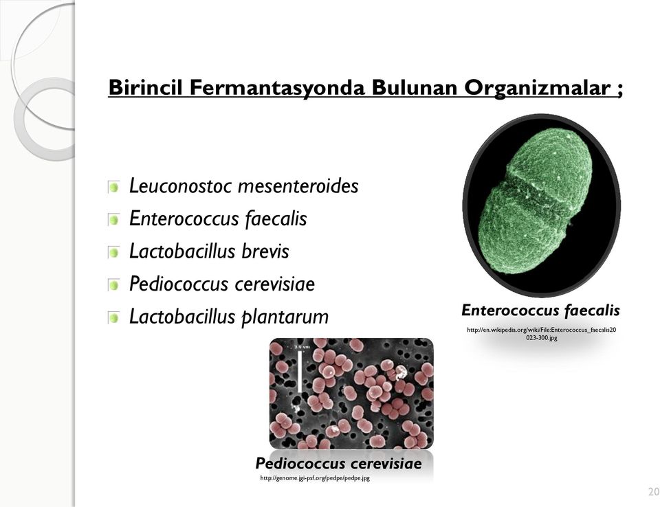 plantarum Enterococcus faecalis http://en.wikipedia.