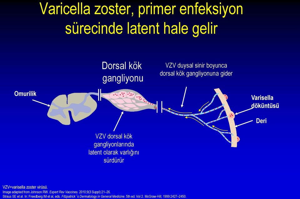 sürdürür VZV=varisella zoster virüsü. Image adapted from Johnson RW. Expert Rev Vaccines. 2010;9(3 Suppl):21 26.