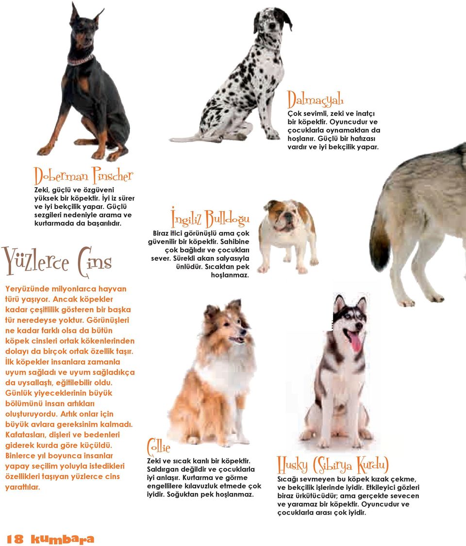 Görünüşleri ne kadar farklı olsa da bütün köpek cinsleri ortak kökenlerinden dolayı da birçok ortak özellik taşır.