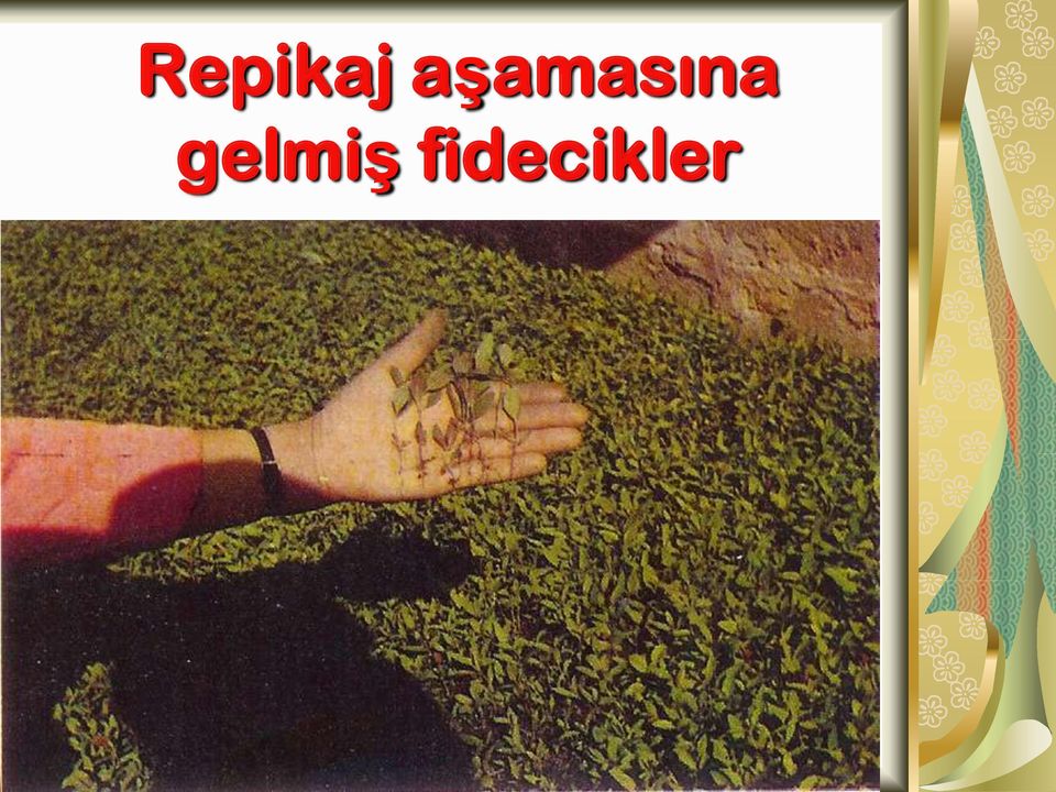 gelmiş