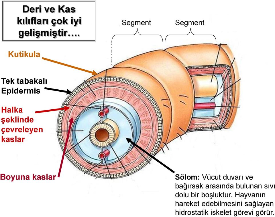 çevreleyen kaslar Boyuna kaslar Sölom: Vücut duvarı ve bağırsak