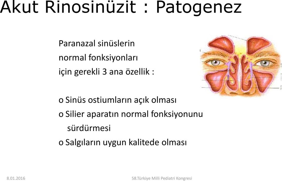 Sinüs ostiumların açık olması o Silier aparatın