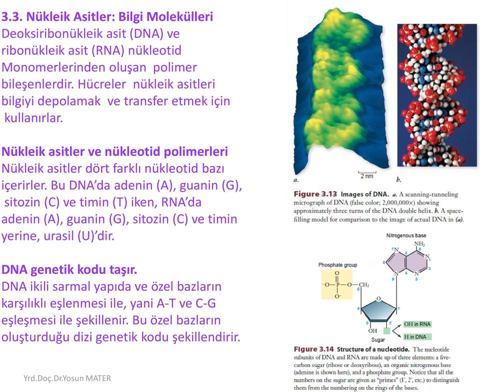 Nükleik asitler ve nükleotid polimerleri Nükleik asitler dört farklı nükleotid bazı içerirler.