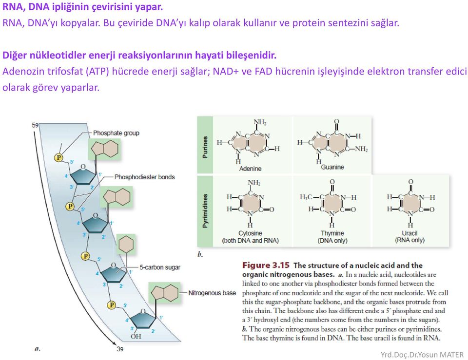 Diğer nükleotidler enerji reaksiyonlarının hayati bileşenidir.