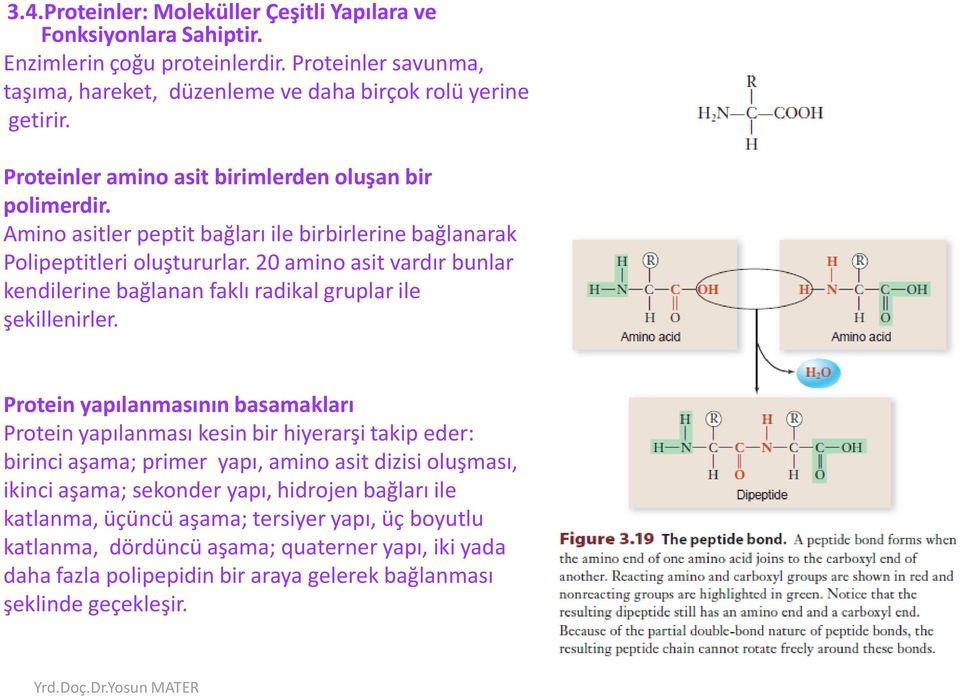 20 amino asit vardır bunlar kendilerine bağlanan faklı radikal gruplar ile şekillenirler.