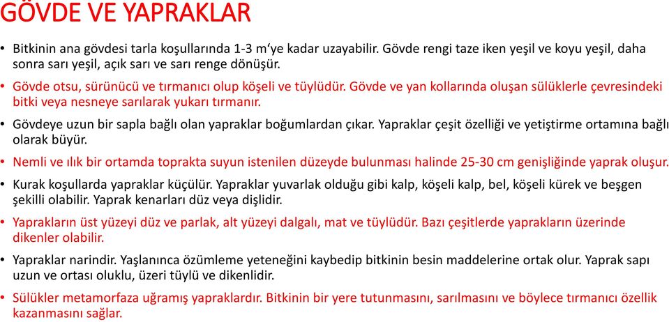 Gövdeye uzun bir sapla bağlı olan yapraklar boğumlardan çıkar. Yapraklar çeşit özelliği ve yetiştirme ortamına bağlı olarak büyür.