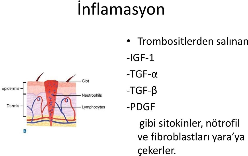 -PDGF gibi sitokinler,