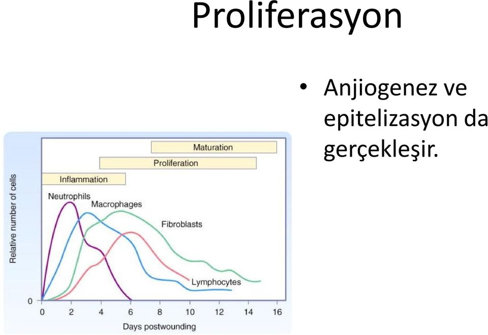 epitelizasyon