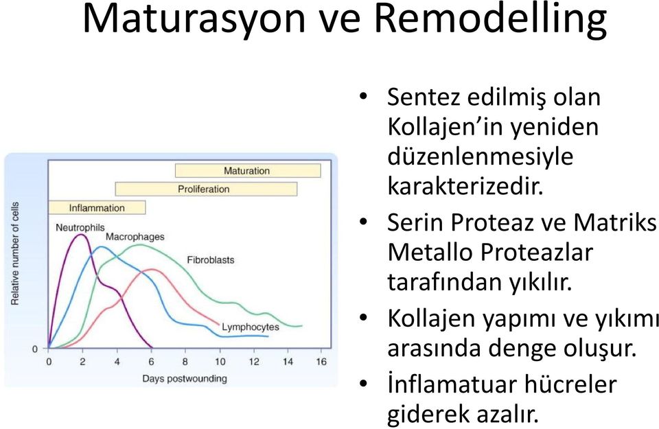 Serin Proteaz ve Matriks Metallo Proteazlar tarafından