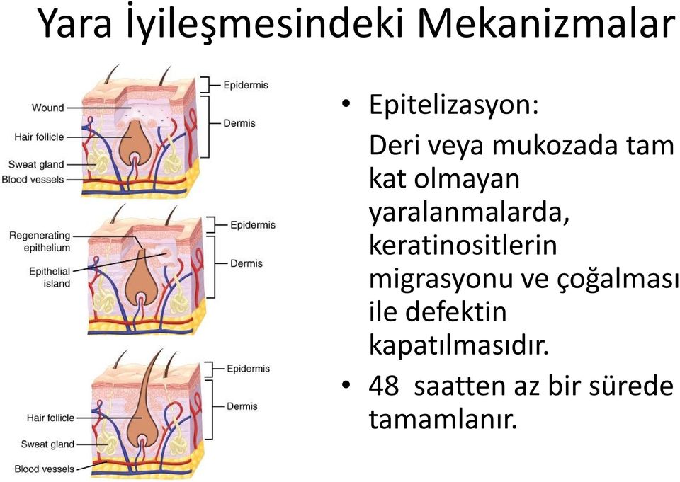 keratinositlerin migrasyonu ve çoğalması ile