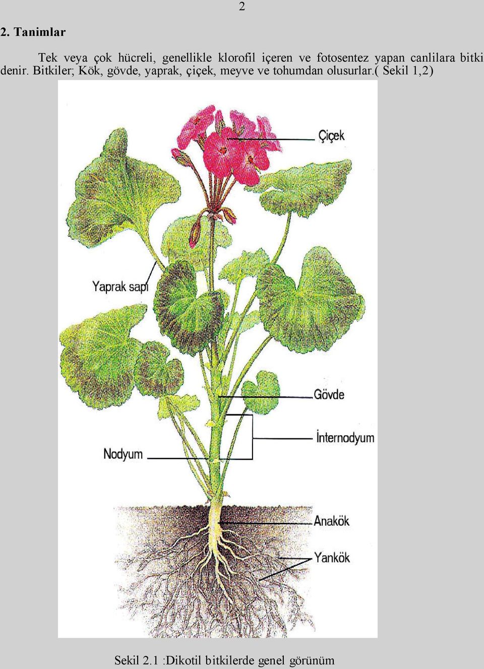 Bitkiler; Kök, gövde, yaprak, çiçek, meyve ve tohumdan