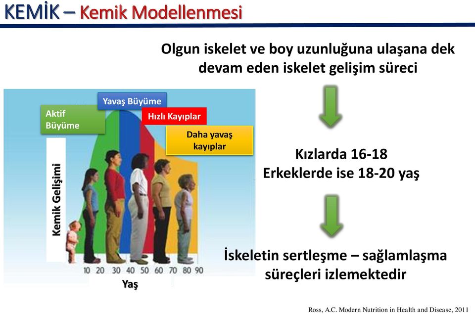 yavaş kayıplar Kızlarda 16-18 Erkeklerde ise 18-20 yaş Yaş İskeletin sertleşme