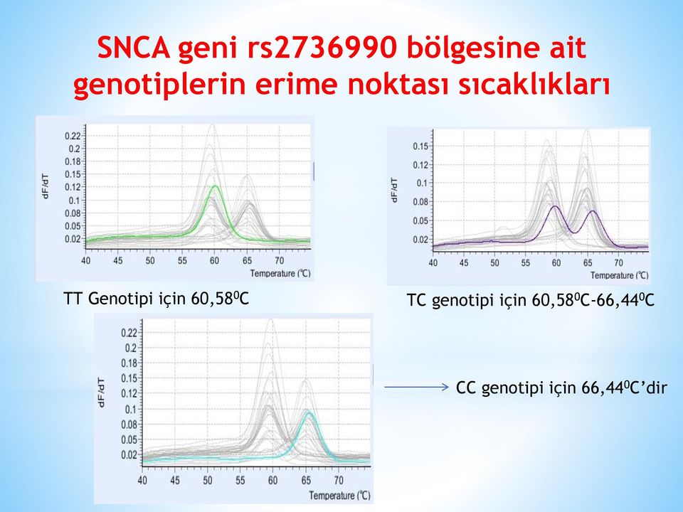 TT Genotipi için 60,58 0 C TC genotipi