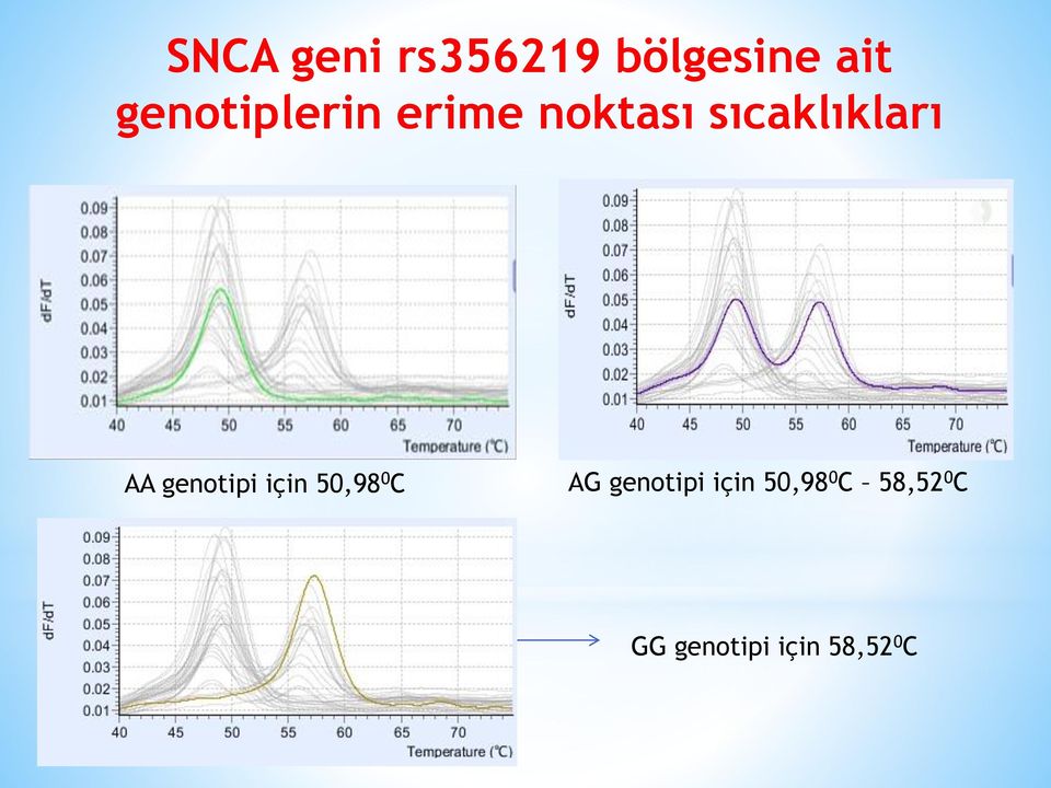 AA genotipi için 50,98 0 C AG genotipi
