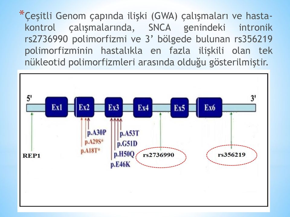 3 bölgede bulunan rs356219 polimorfizminin hastalıkla en fazla