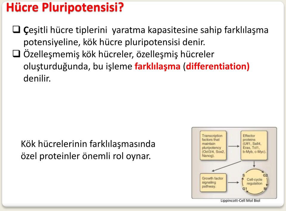 hücre pluripotensisi denir.