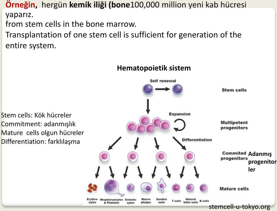 Transplantation of one stem cell is sufficient for generation of the entire system.