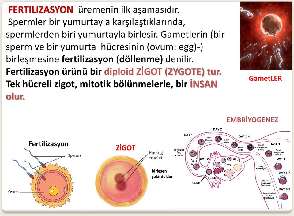 Gametlerin (bir sperm ve bir yumurta hücresinin (ovum: egg)-) birleşmesine fertilizasyon (döllenme)
