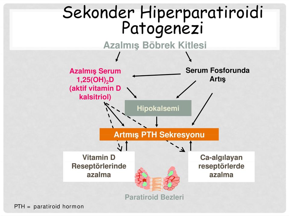 Fosforunda Artış Artmış PTH Sekresyonu Vitamin D Reseptörlerinde