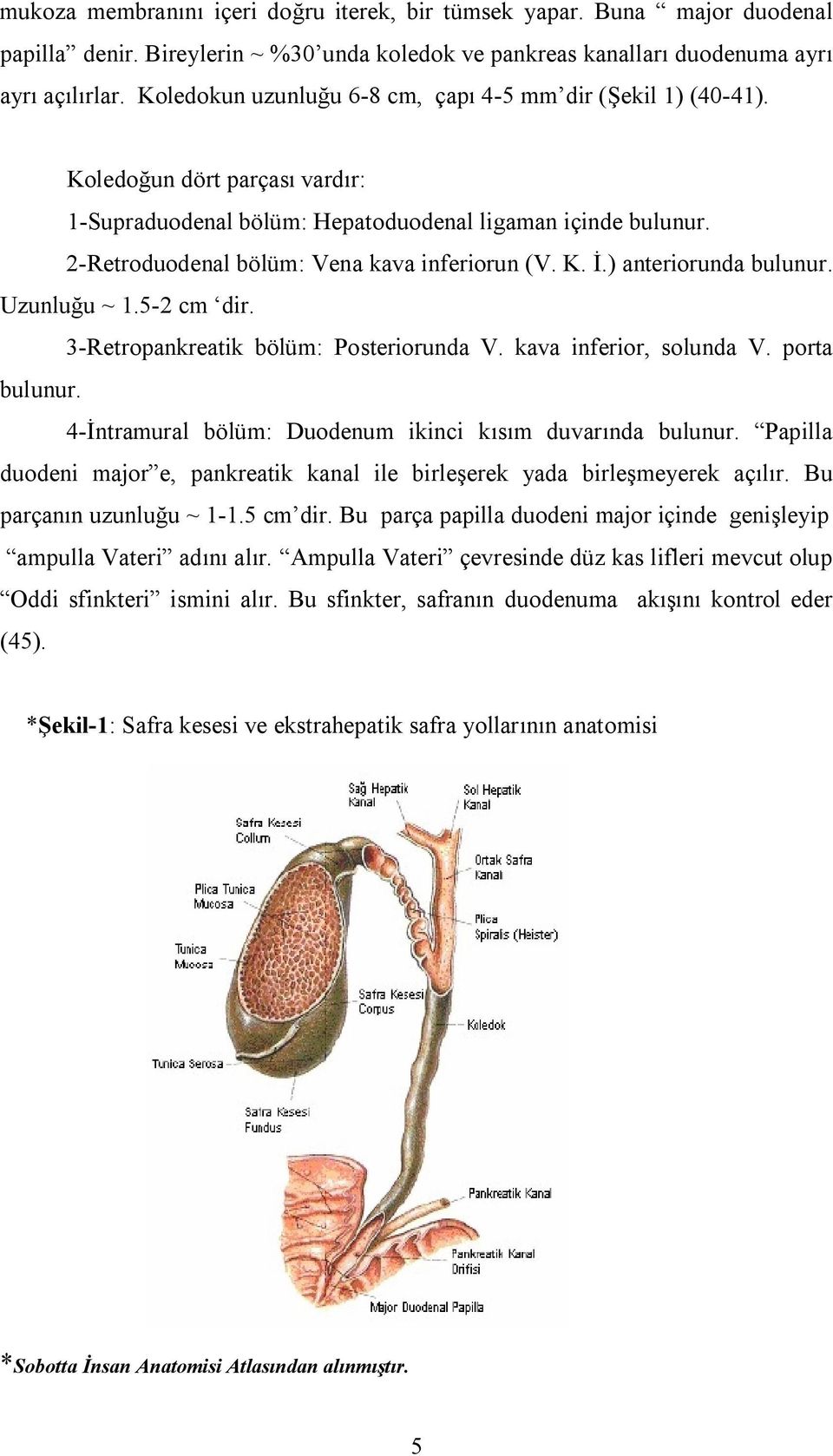 2-Retroduodenal bölüm: Vena kava inferiorun (V. K. İ.) anteriorunda bulunur. Uzunluğu ~ 1.5-2 cm dir. 3-Retropankreatik bölüm: Posteriorunda V. kava inferior, solunda V. porta bulunur.