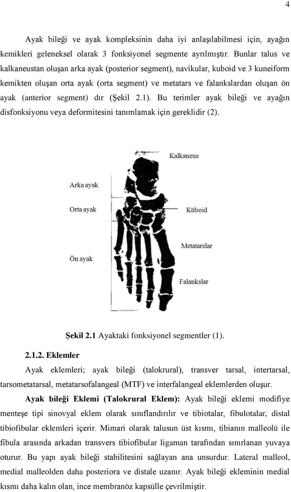 segment) dır (Şekil 2.1). Bu terimler ayak bileği ve ayağın disfonksiyonu veya deformitesini tanımlamak için gereklidir (2). Şekil 2.1 Ayaktaki fonksiyonel segmentler (1). 2.1.2. Eklemler Ayak eklemleri; ayak bileği (talokrural), transver tarsal, intertarsal, tarsometatarsal, metatarsofalangeal (MTF) ve interfalangeal eklemlerden oluşur.