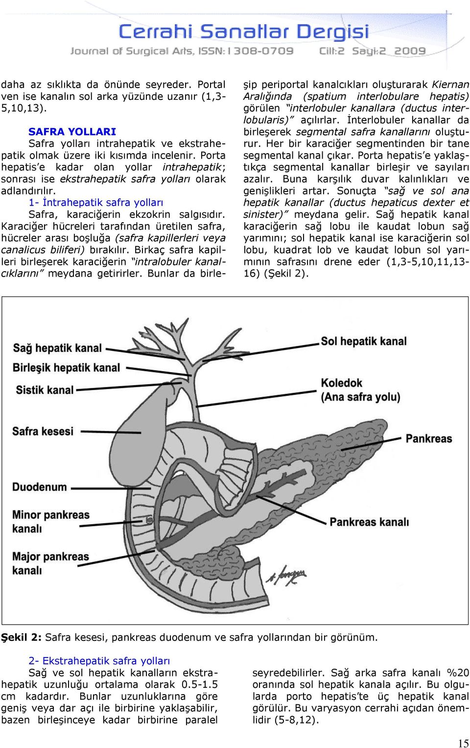 Karaciğer hücreleri tarafından üretilen safra, hücreler arası boşluğa (safra kapillerleri veya canalicus biliferi) bırakılır.