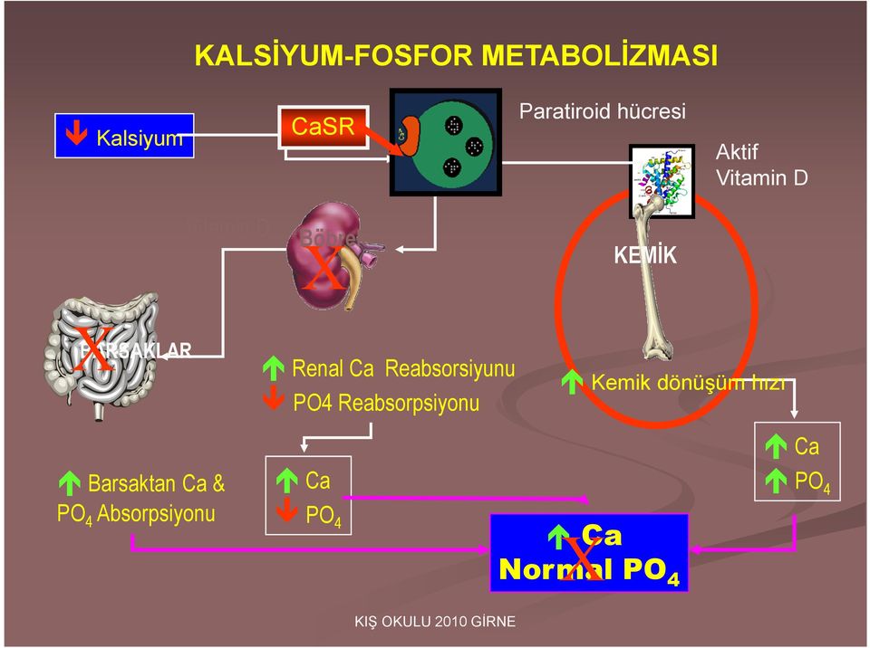 Barsaktan Ca & PO 4 Absorpsiyonu Renal Ca Reabsorsiyunu PO4