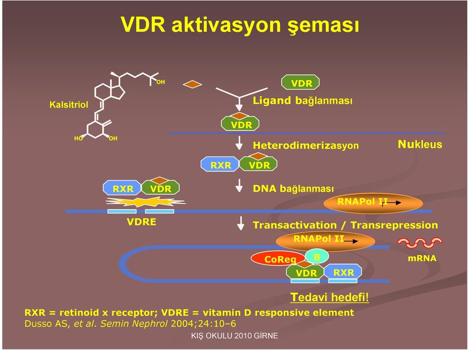 Transactivation / Transrepression RNA Pol II CoReg VDR B RXR mrna Tedavi hedefi!