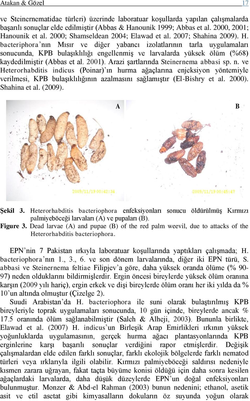 bacteriphora nın Mısır ve diğer yabancı izolatlarının tarla uygulamaları sonucunda, KPB bulaşıklılığı engellenmiş ve larvalarda yüksek ölüm (%68) kaydedilmiştir (Abbas et al. 2001).