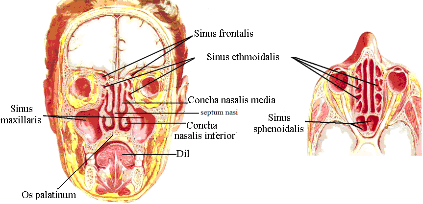 2.3. Sinus ve Paranazal Sinus Sinus; duvarları solunum epiteli ile kaplı havalı kemik boģluklarıdır.