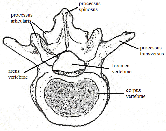 Resim 3.2: Tipik bir omurun anatomik yapısı 3.1.4. Bölgelere Göre Omurların Özellikleri Boyun Omurları: (Vertebrae cervicales) Boyun bölgesinde 7 omur bulunur. Hareketli omurların en küçükleridir.
