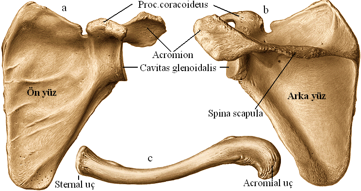 4.2. Serbest Üst Taraf Kemikleri Resim 4.2: a, b) Os scapula, c) Os clavicula Serbest üst taraf kemikleri; kol, ön kol ve el kemikleri olarak sınıflandırılır. 4.2.1.