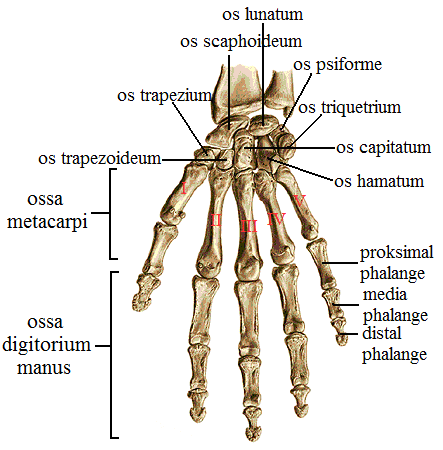 Resim 4.5: El kemikleri (ossa manus) Ossa Carpi: (El bileği kemikleri ) El bileği iskeleti 8 kısa kemikten oluģmuģtur.
