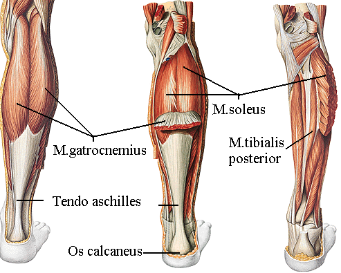 Resim 7.17: a) Uyluk ön bölge kasları, b) bacak kasları Uyluk Arka Bölgesi Kasları M. Biceps Femoris: (Uyluk iki baģlı kası) Uyluğun arka dıģ tarafındadır.