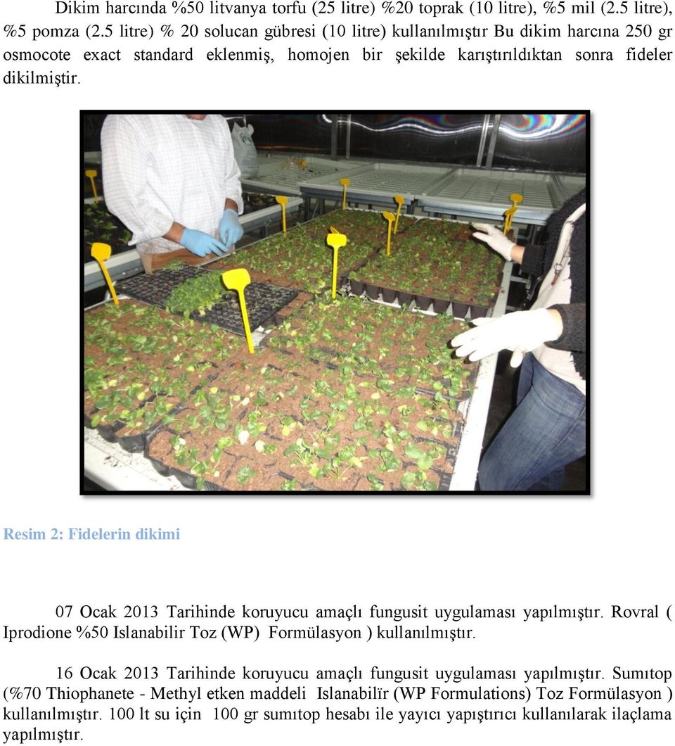 Resim 2: Fidelerin dikimi 07 Ocak 2013 Tarihinde koruyucu amaçlı fungusit uygulaması yapılmıģtır. Rovral ( Iprodione %50 Islanabilir Toz (WP) Formülasyon ) kullanılmıģtır.