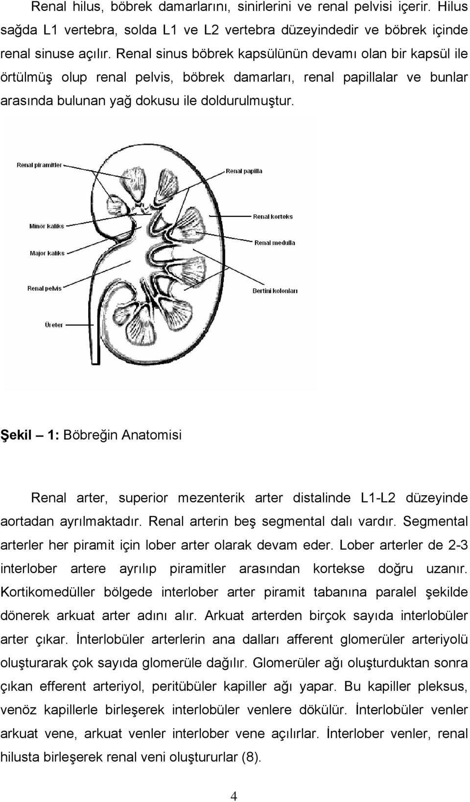 Şekil 1: Böbreğin Anatomisi Renal arter, superior mezenterik arter distalinde L1-L2 düzeyinde aortadan ayrılmaktadır. Renal arterin beş segmental dalı vardır.