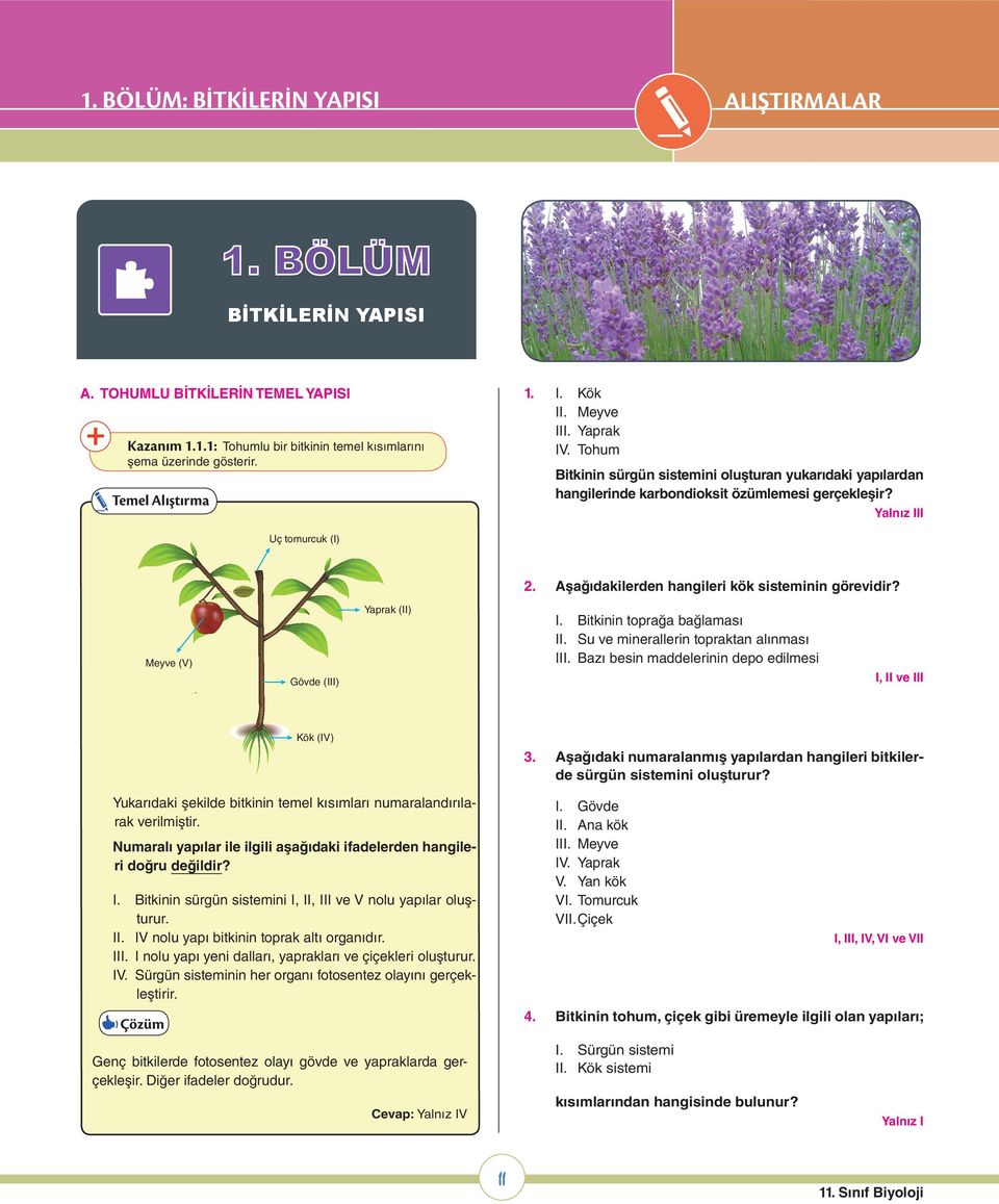 Temel Alıştırma Yalnız III Uç tomurcuk (I) Yaprak (II) Meyve (V) 2. Aşağıdakilerden hangileri kök sisteminin görevidir? I. Bitkinin toprağa bağlaması II. Su ve minerallerin topraktan alınması III.