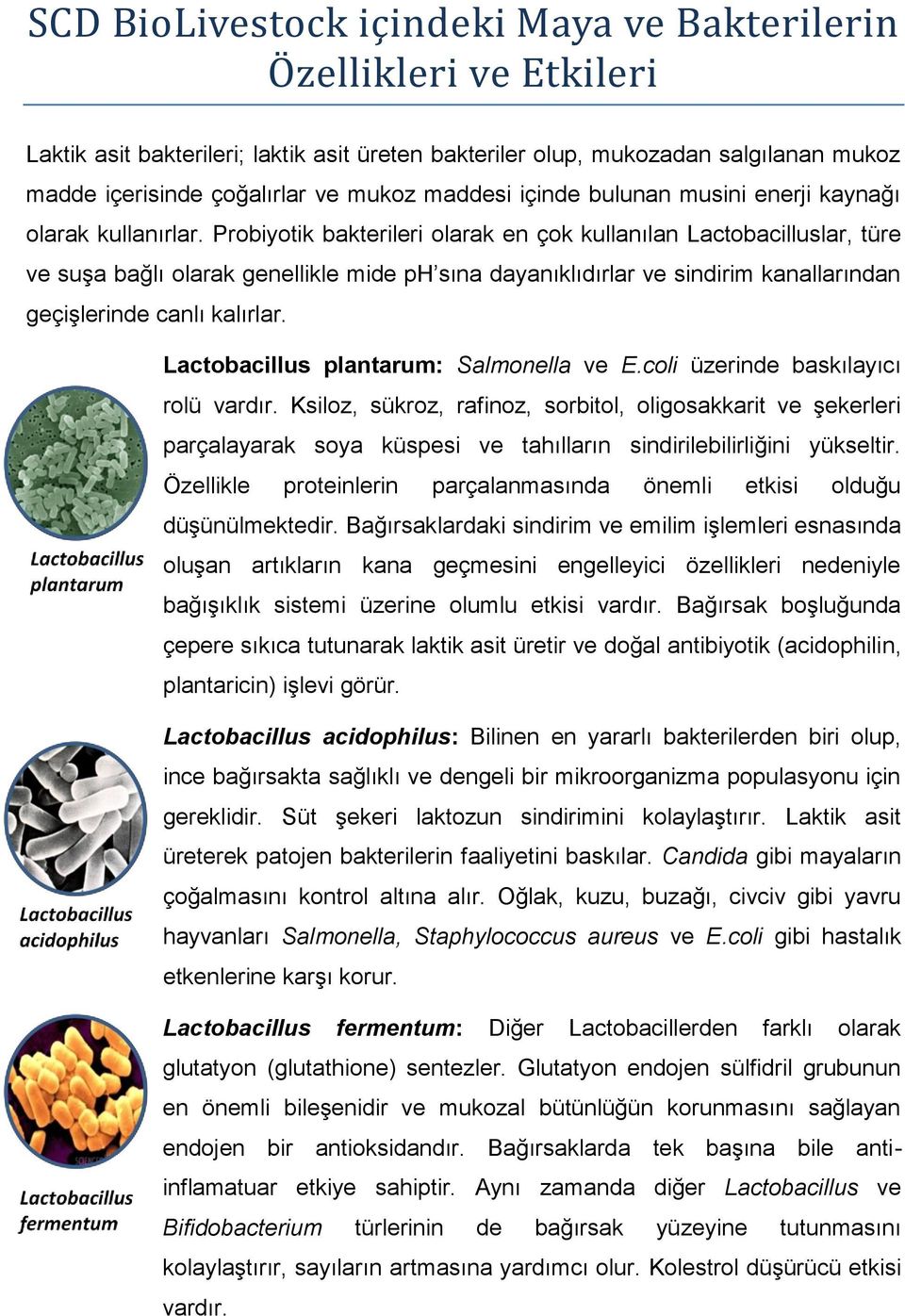 Probiyotik bakterileri olarak en çok kullanılan Lactobacilluslar, türe ve suşa bağlı olarak genellikle mide ph sına dayanıklıdırlar ve sindirim kanallarından geçişlerinde canlı kalırlar.