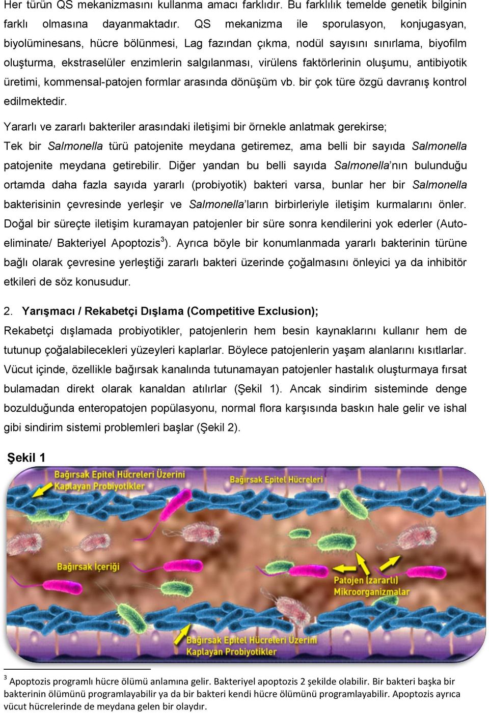 faktörlerinin oluşumu, antibiyotik üretimi, kommensal-patojen formlar arasında dönüşüm vb. bir çok türe özgü davranış kontrol edilmektedir.