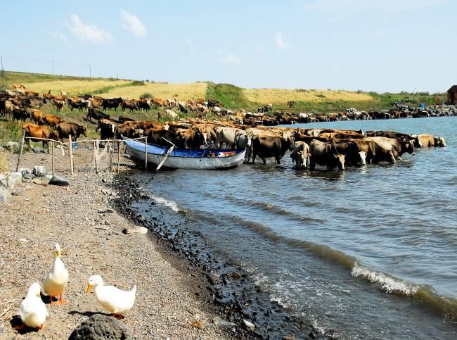 Van Gölü Havzasında Bazı Kanatlı Türlerinde Avian Influenza